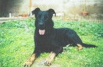 Black - Beauceron M&acirc;le (1 mois)
