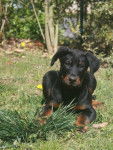 Helios - Beauceron Mâle (4 mois)