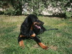 Habby - Beauceron (4 mois)