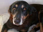 Harry - Beauceron Mâle (15 ans)