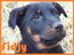 Fidjy - Beauceron (3 ans)