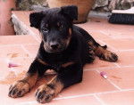 tyler - Beauceron M&acirc;le (11 mois)