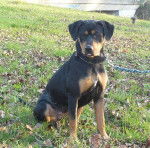ZAINA - Beauceron (1 an)