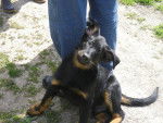 hatos - Beauceron Mâle (5 mois)