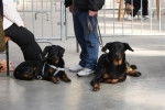 ita - Beauceron (5 mois)