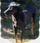 Axelle - Beauceron (6 ans)