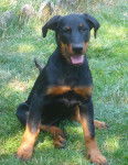 Faïka Des Gardiens de la Nacre - Beauceron (2 ans)
