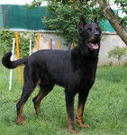 Vulcain - Beauceron Mâle (8 ans)
