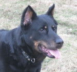 tess - Beauceron (8 ans)