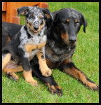 Cheyenne et sa fille Farah Argentée Des Gardiens de la Nacre - Beauceron (3 ans)