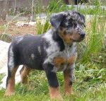BB beaucerons - Beauceron (1 mois)