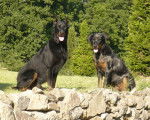 Vulcain et Cheyenne - Beauceron