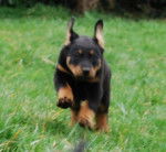 Bo Goss Dog - Beauceron Mâle (6 mois)