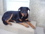 Dalton - Beauceron Mâle (1 an)