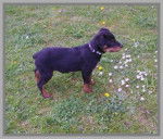 Atoll - Beauceron Mâle (7 mois)