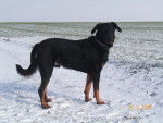Boomer - Beauceron Mâle (3 ans)