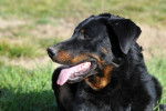 candie1ans et demi - Beauceron