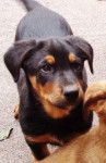 Dali - Beauceron Mâle (3 mois)
