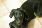 himan - Beauceron (7 mois)