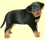 chichi - Beauceron (1 mois)