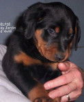 champion - Beauceron (3 mois)