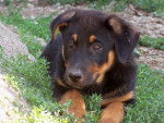 turqui - Beauceron Mâle (2 mois)