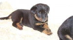 image - Beauceron (2 mois)