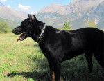 Pitt - Beauceron Mâle (11 ans)