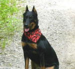 zeus - Beauceron Mâle (2 ans)