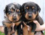 martin e silvia - Beauceron (1 mois)