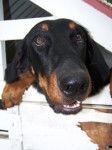 La truffe - Beauceron (9 mois)