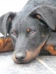 Gasko - Beauceron Mâle (4 mois)
