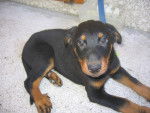 Emy - Beauceron (11 mois)