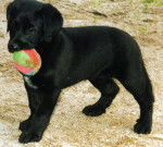 wendy - Beauceron (Autre)