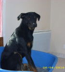 ... - Beauceron Mâle (3 ans)