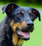 zia - Beauceron (3 ans)