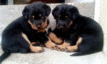 Demon & Idylle - Beauceron M&acirc;le (1 mois)