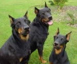 Chimio et la petite famille - Beauceron