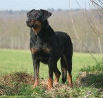 orak - Beauceron Mâle (8 ans)