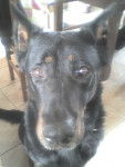 Taxi - Beauceron Mâle (12 ans)