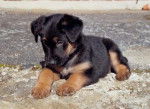 etna - Beauceron (2 mois)