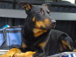 Goldman - Beauceron Mâle (3 ans)