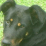 leki - Beauceron Mâle (1 an)