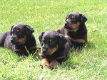 Berger de Beauce - Beauceron