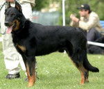 Berger de Beauce - Beauceron