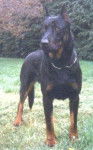 Berger de Beauce - Beauceron