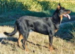 Berger de Beauce - Beauceron