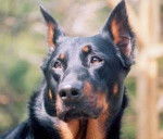 Berger de Beauce - Beauceron