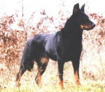 Berger de Beauce - Beauceron