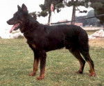 Berger de Beauce - Beauceron